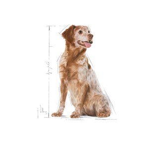 ROYAL CANIN® Medium Adult 7+ 15kg